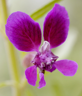 cuphea_tall_violet.jpg