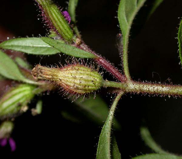 Cuphea_visc_9-1303_9236.jpg