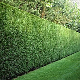 cupressocyparis_leylandii_planfor01.jpg
