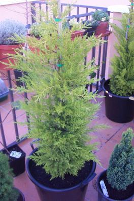 CUPRESSUS%20MACROCARPA%20GOLD%20CREST.JPG