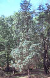 cupressus-arizonica.jpg