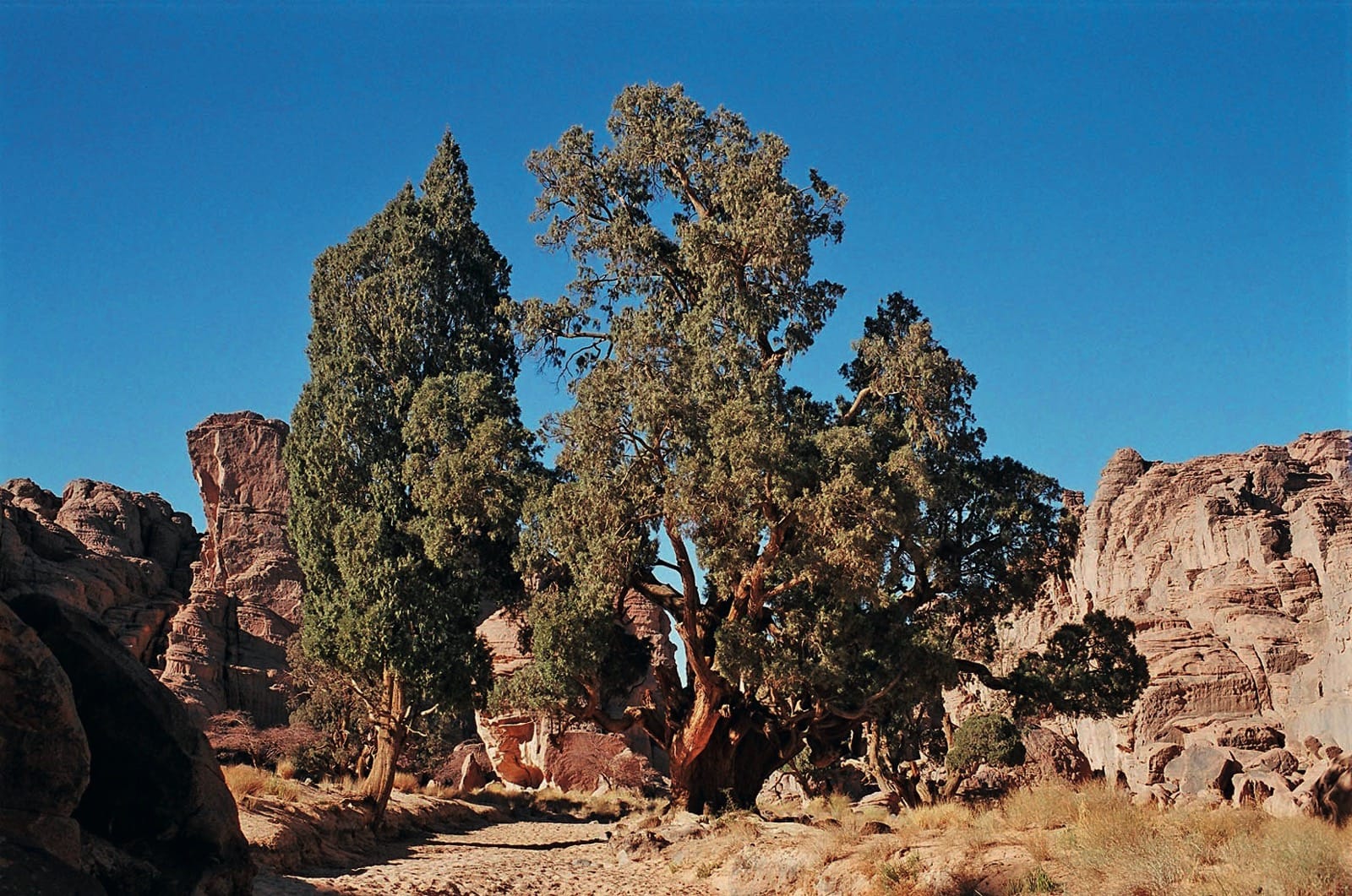 cupressus-dupreziana-var-dupreziana-1.jpg