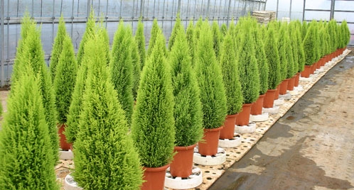 cupressus-goldcrest-a-la-venta.jpg