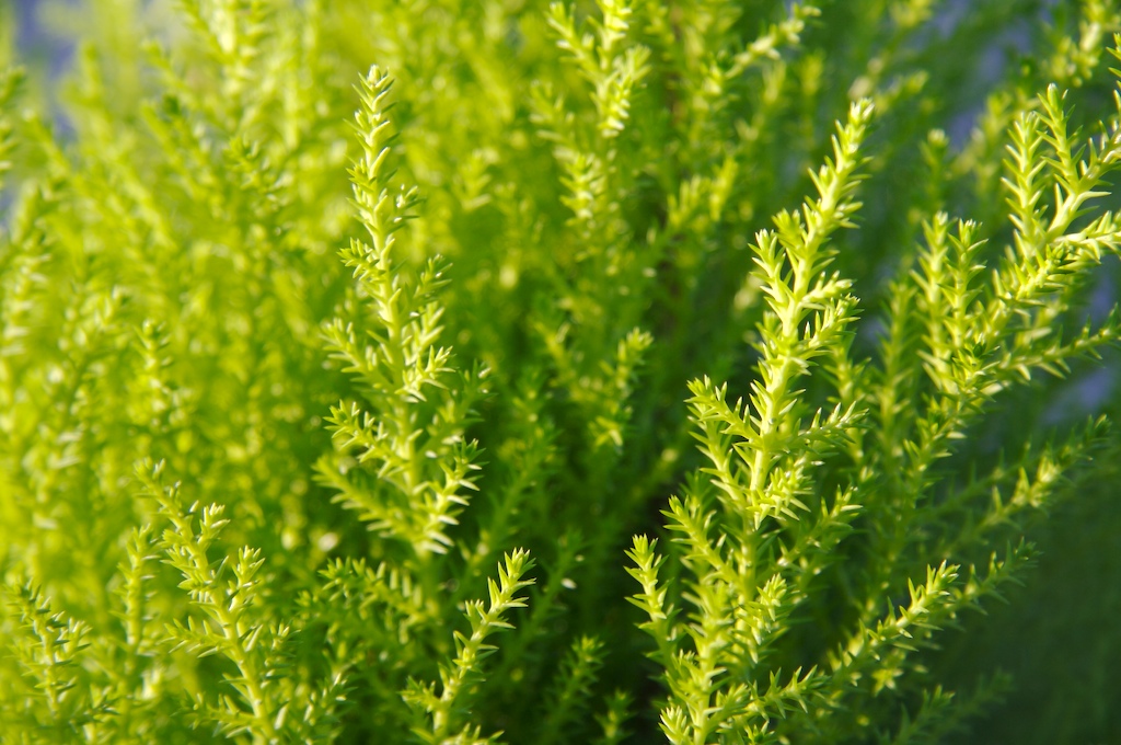 cupressus-goldcrest-detalle-hoja.jpg