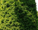 cupressus-leylandii-xl-156x125x80xX.jpg