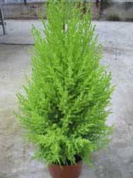 cupressus-macrocarpa-goldcr.jpg