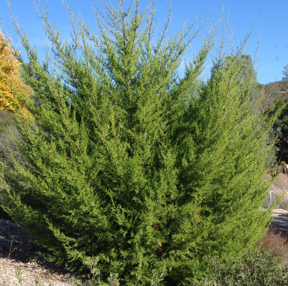 cupressus-macrocarpa.jpg