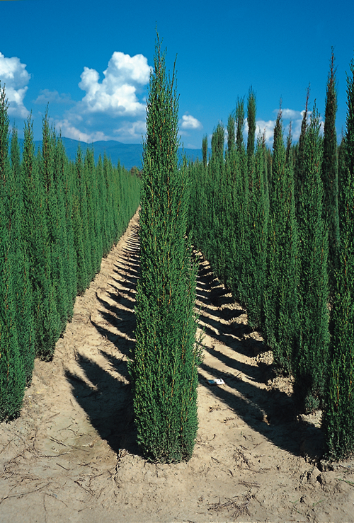 Cupressus-Sempervirens-Totem+vivero.jpg