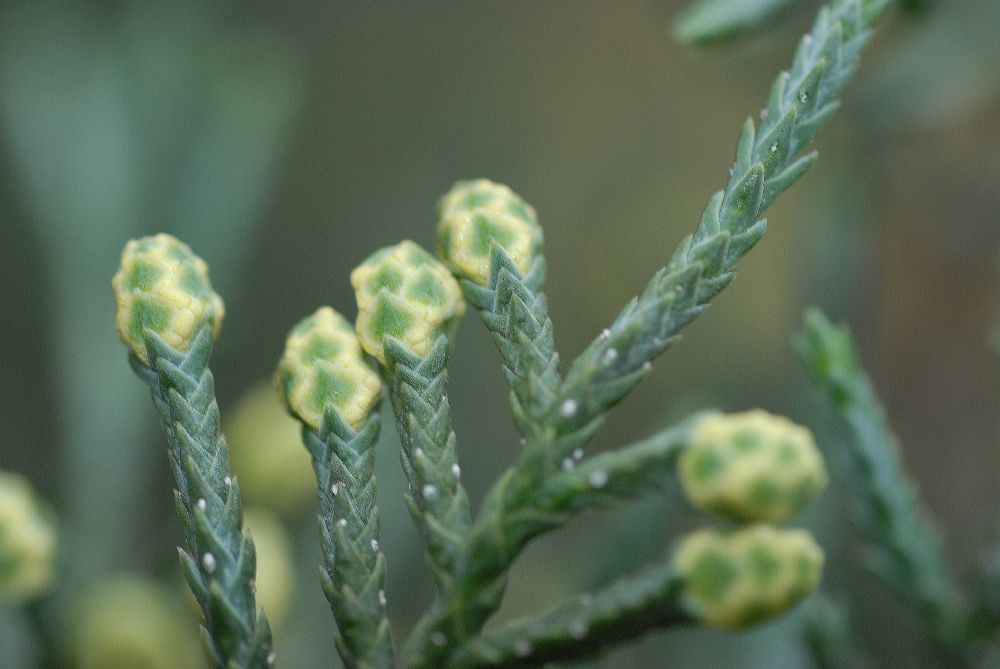 Cupressus_arizonica8.JPG