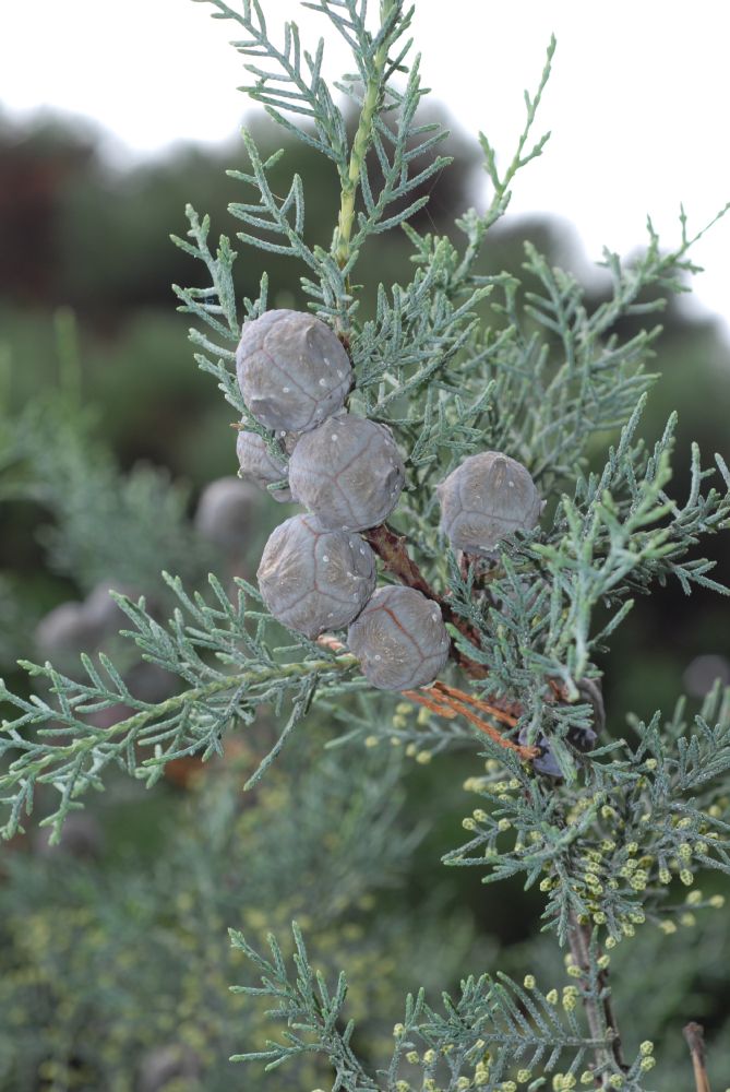 Cupressus_arizonica9.JPG