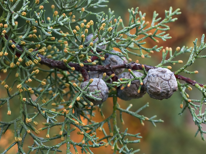 cupressus_arizonica_blueice.jpg
