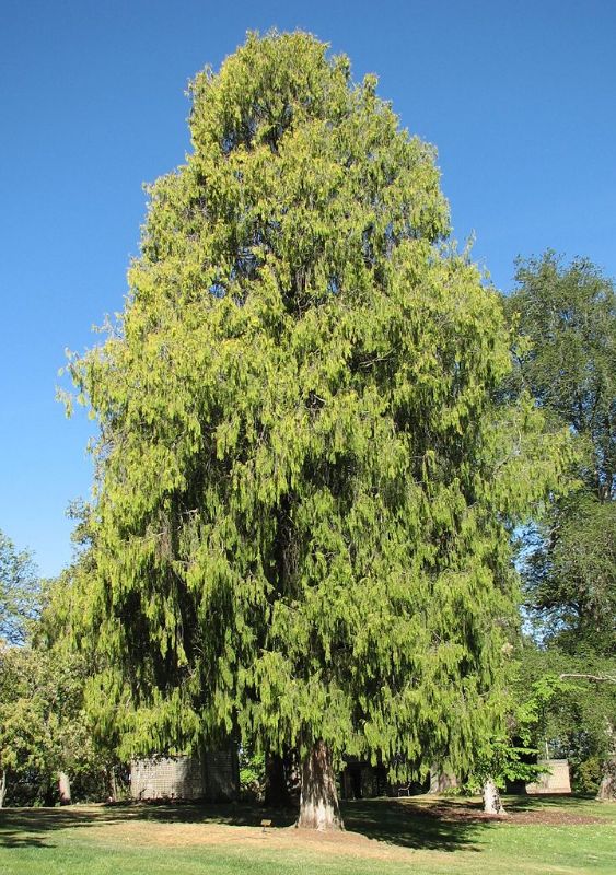 Cupressus_funebris_02.jpg