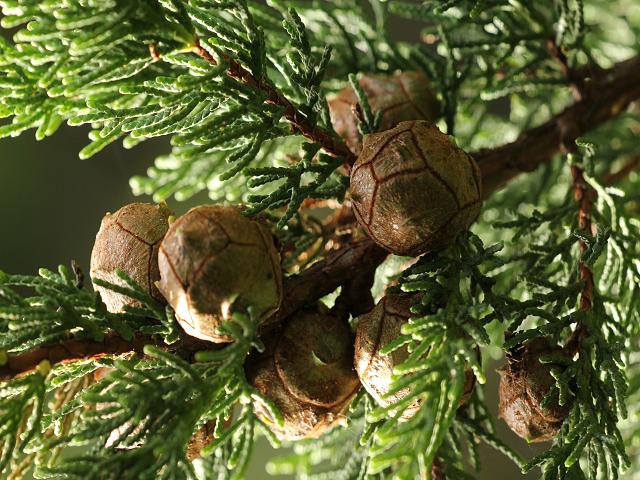 cupressus_macrocarpa_monterey_cypress_cones_04-10-10_1.jpg