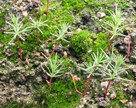 Cupressus_macrocarpa_seedlings.jpg