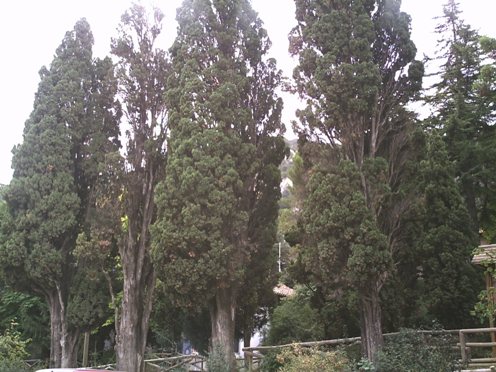 cupressus_sempervirens_font_roja.JPG