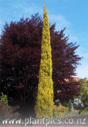 cupressus_sempervirens_swaines_gold_small_02.jpg