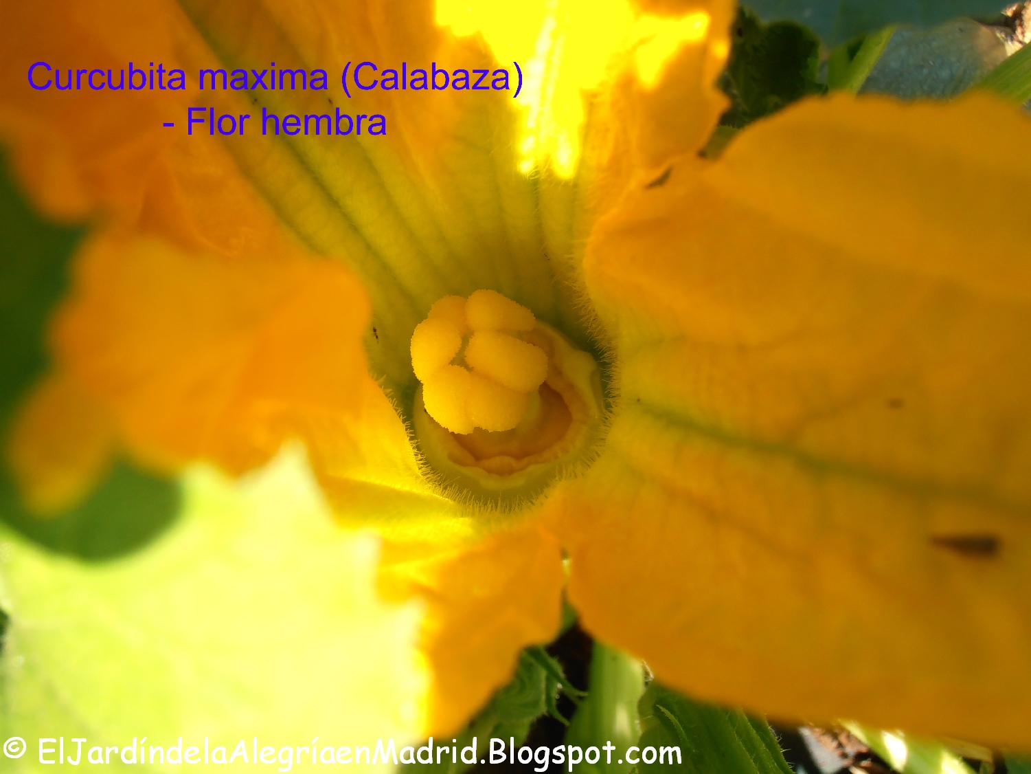 Curcubita%2Bmaxima%2Bflor%2Bhembra%2B%25282%2529_tn.jpg