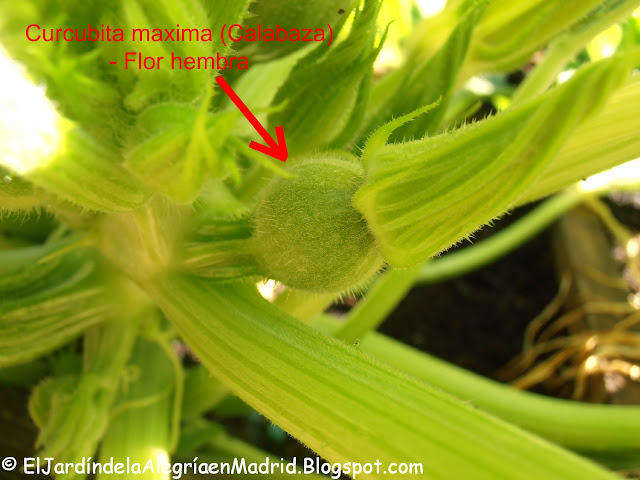 Curcubita%2Bmaxima%2Bflor%2Bhembra%2B%25284%2529_tn.jpg