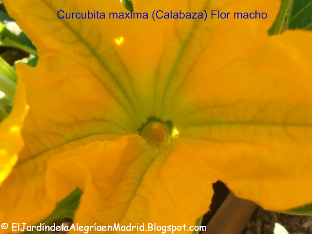 Curcubita%2Bmaxima%2Bflor%2Bmacho%2B%25284%2529_tn.jpg