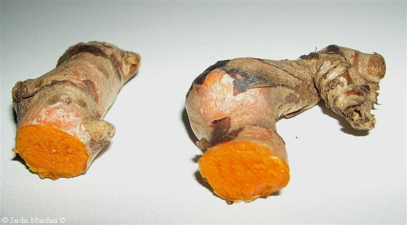 curcuma1.jpg