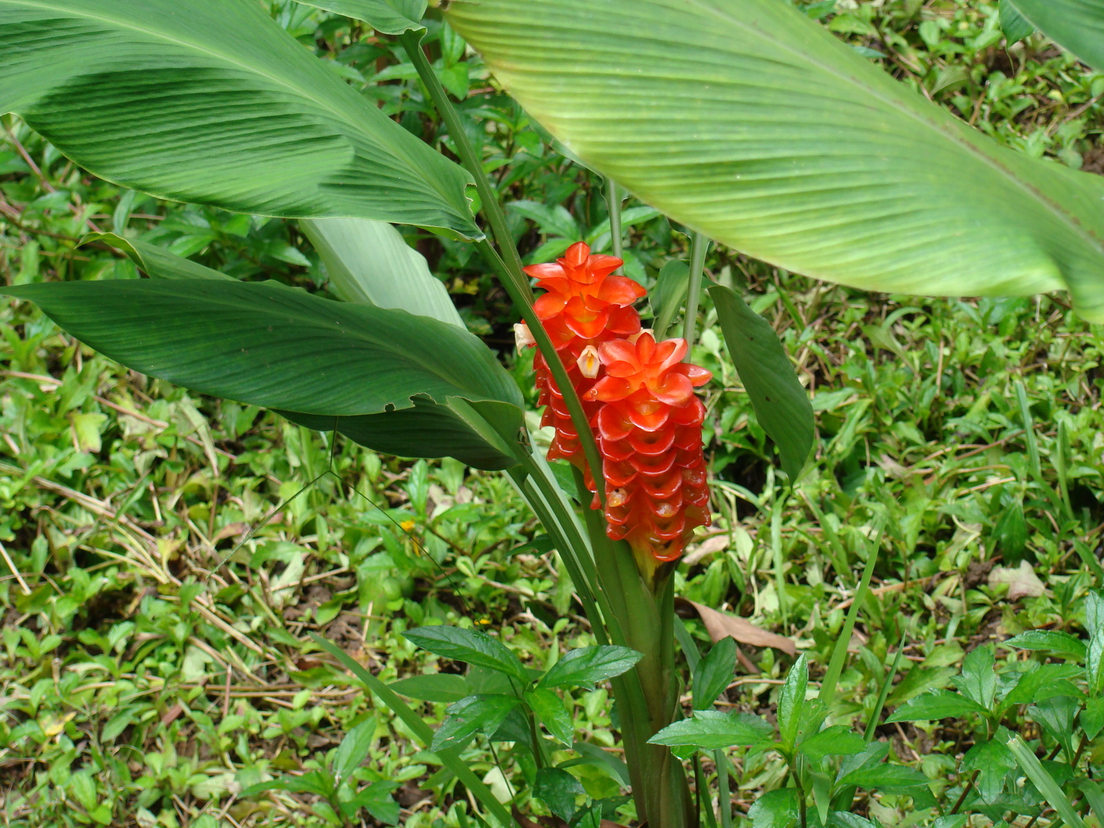 Curcuma_roscoeana3.JPG