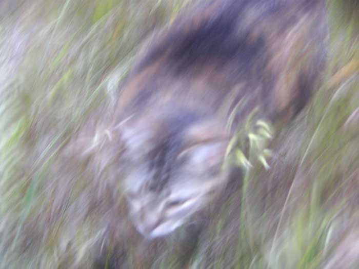 cuscuscorriendo.jpg