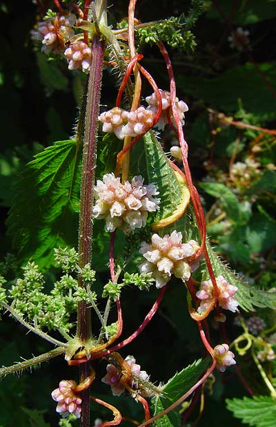 Cuscuta-europaea-2.jpg
