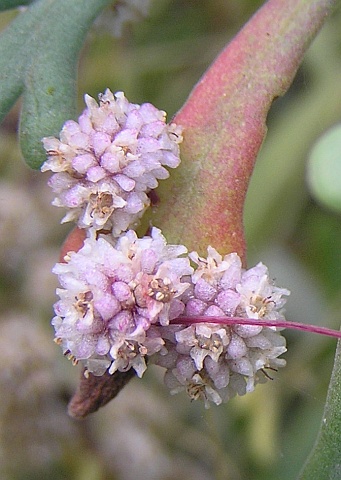 cuscuta_planiflora2.jpg