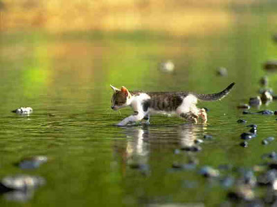 cute-kitten+(17).jpg