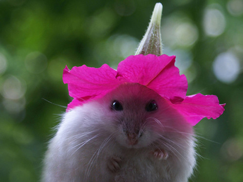 cute-mouse.jpg