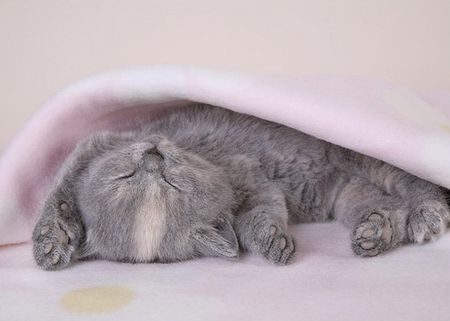 cute_kitten_8.jpg