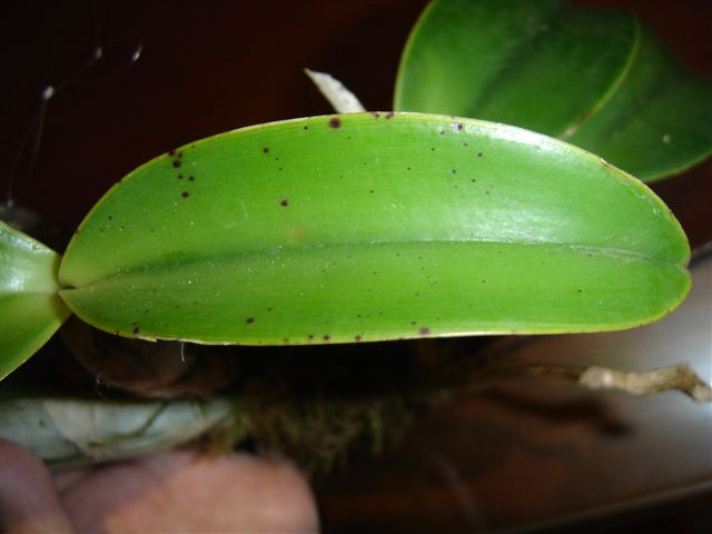 CW-hoja-red.jpg