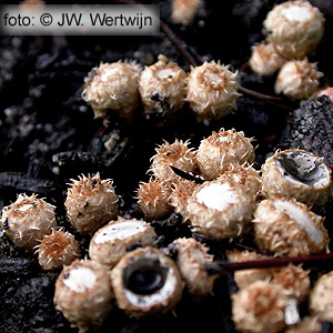 cyathus.olla.d2.jpg