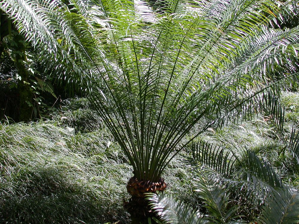 Cycas_circinalis_1.jpg