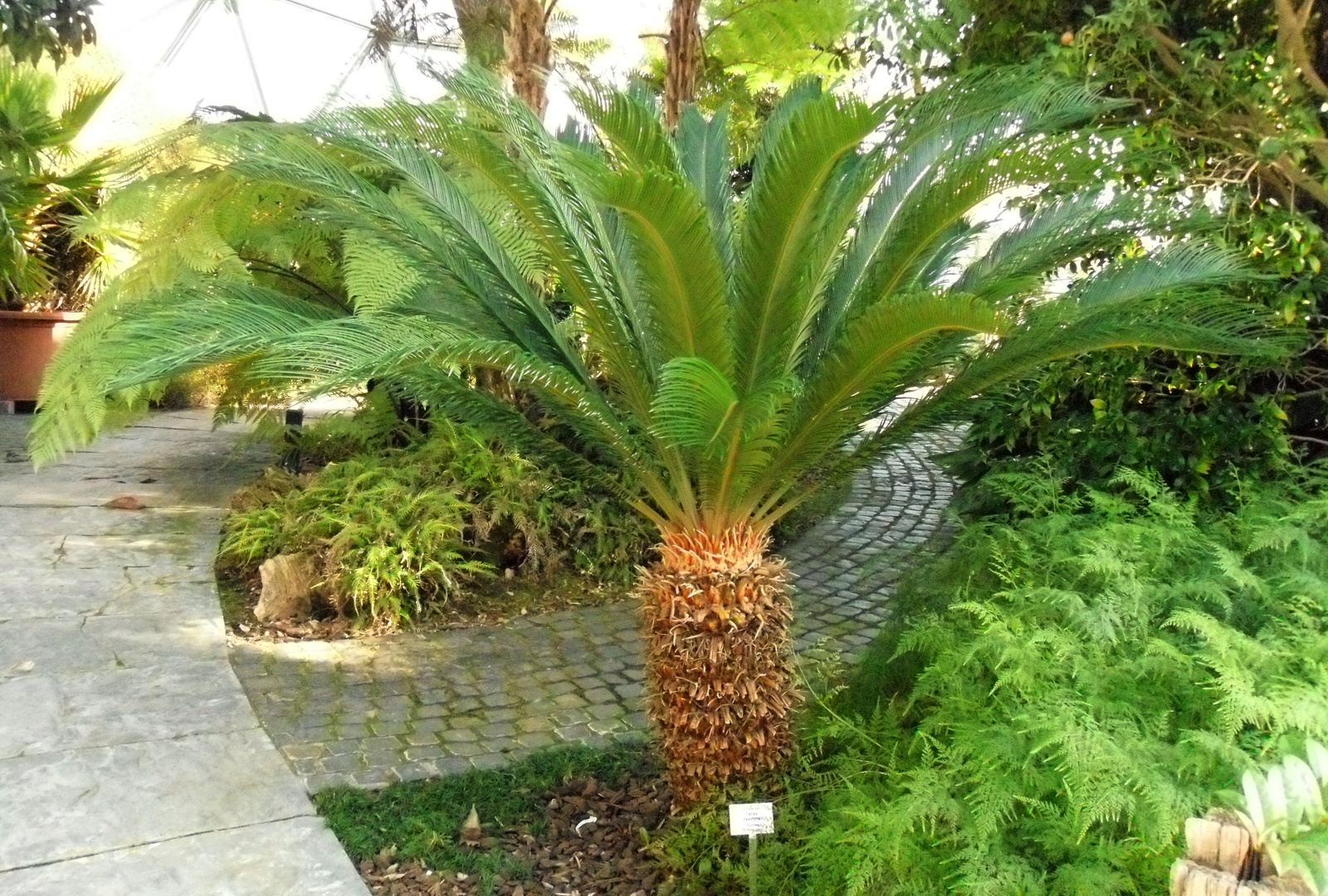 Cycas_revoluta.D%C3%BCsseldorf.jpg