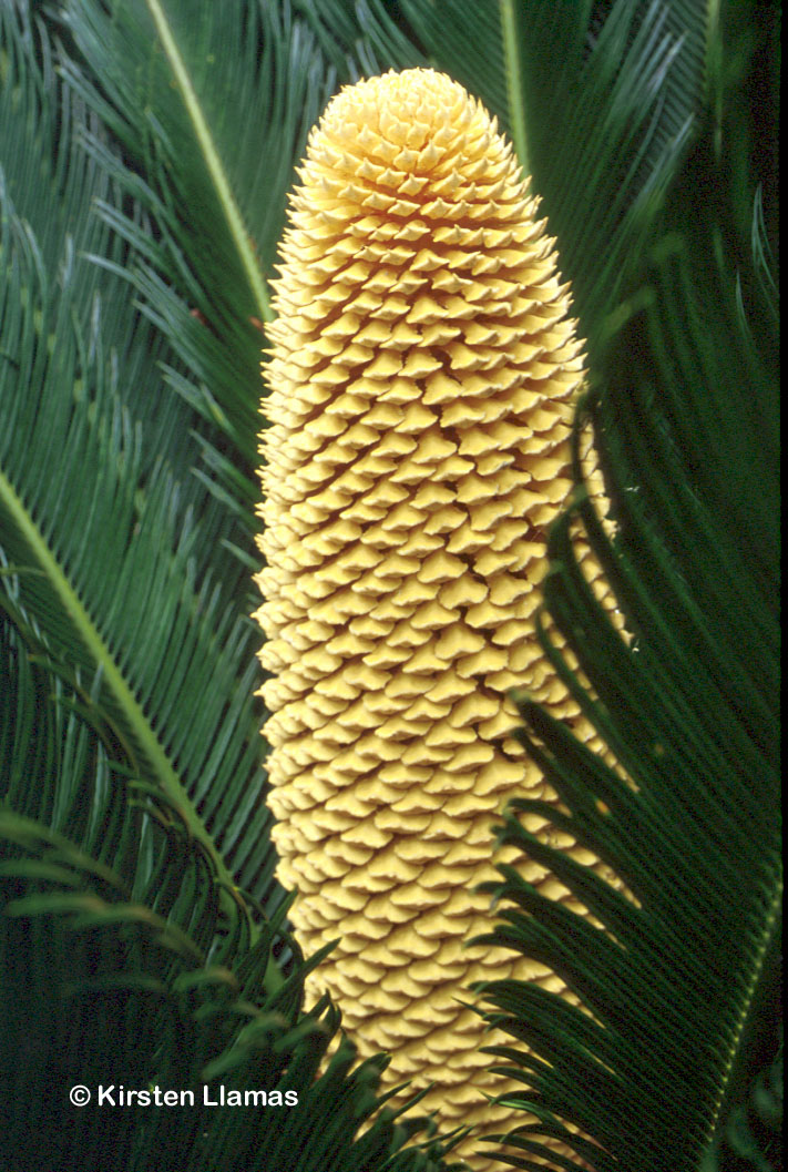 cycasrevolutamalecone.jpg