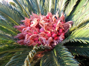 CycasRevolutas1.jpg