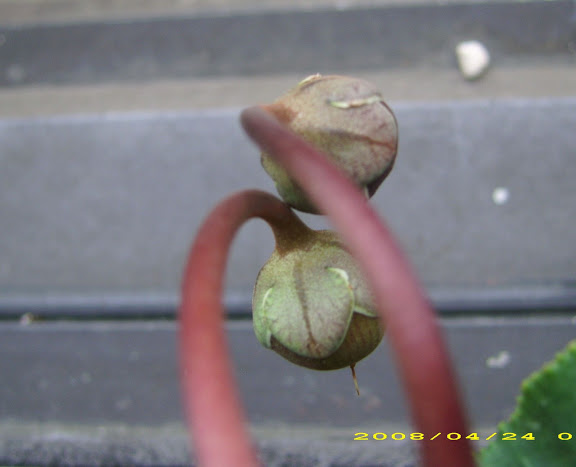 cyclamen%20seed%20pods.JPG
