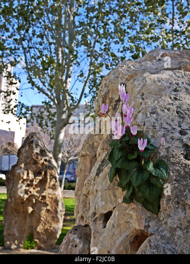 cyclamen-persicum-persian-violets-grow-in-a-rock-photographed-in-israel-f2jc0b.jpg