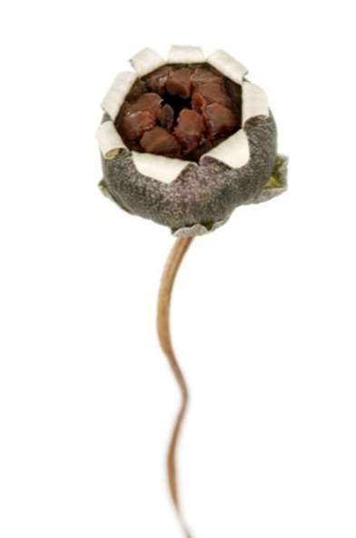 cyclamen-seed-info-can-you-get-seeds-from-cyclamen.jpg