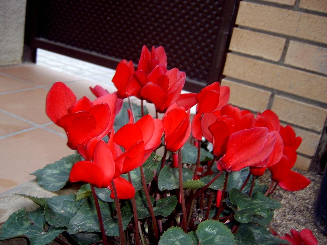 cyclamen1.JPG