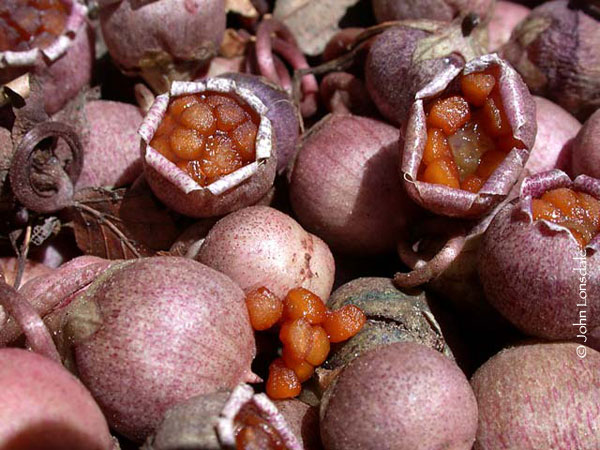 Cyclamen_hederifolium_seeds6_JL.jpg