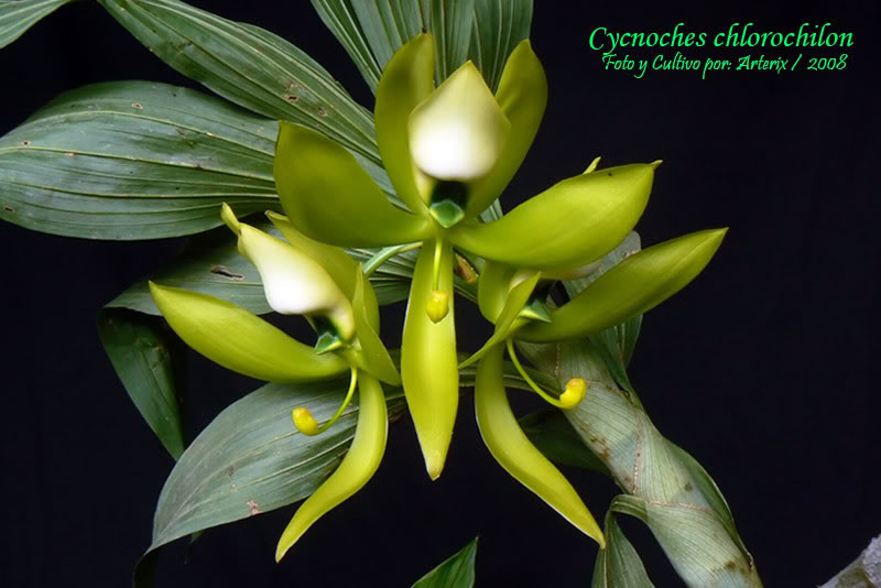 Cycnoches_chlorochilon_001.jpg