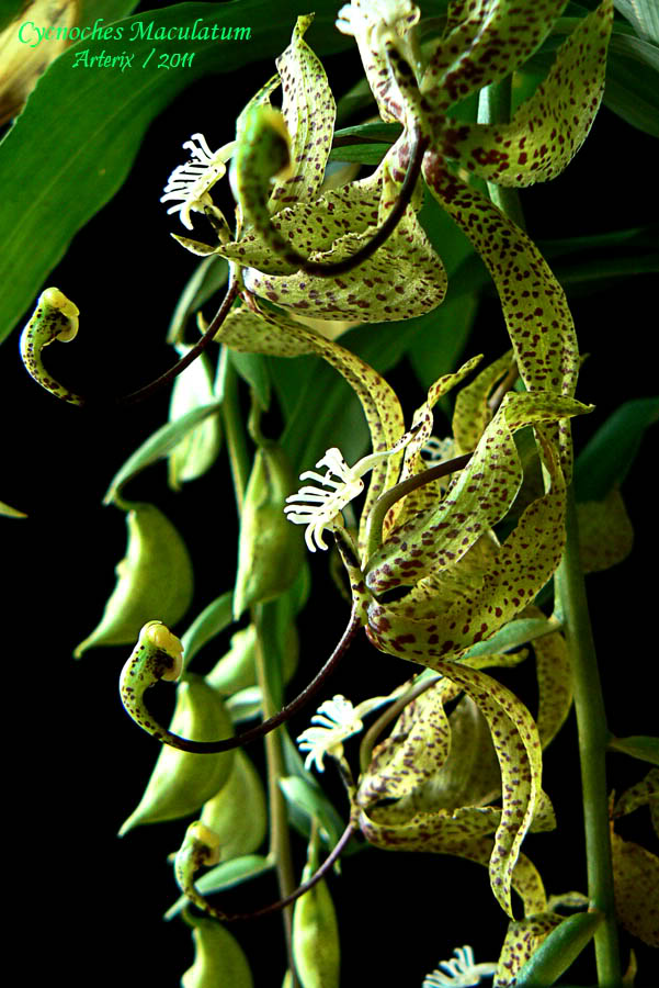 Cycnoches_maculatum_002.jpg