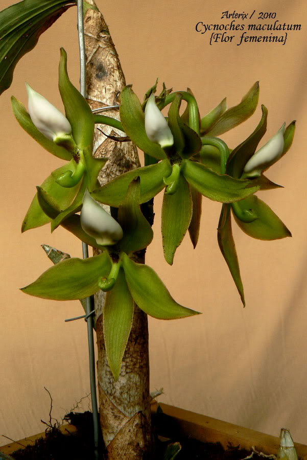 Cycnoches_maculatum_femenina_01.jpg