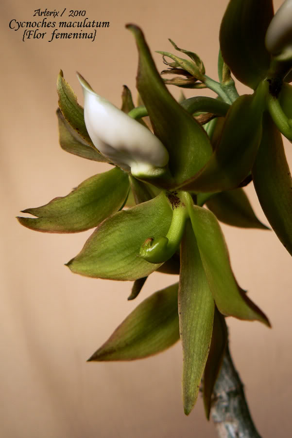 Cycnoches_maculatum_femenina_02.jpg