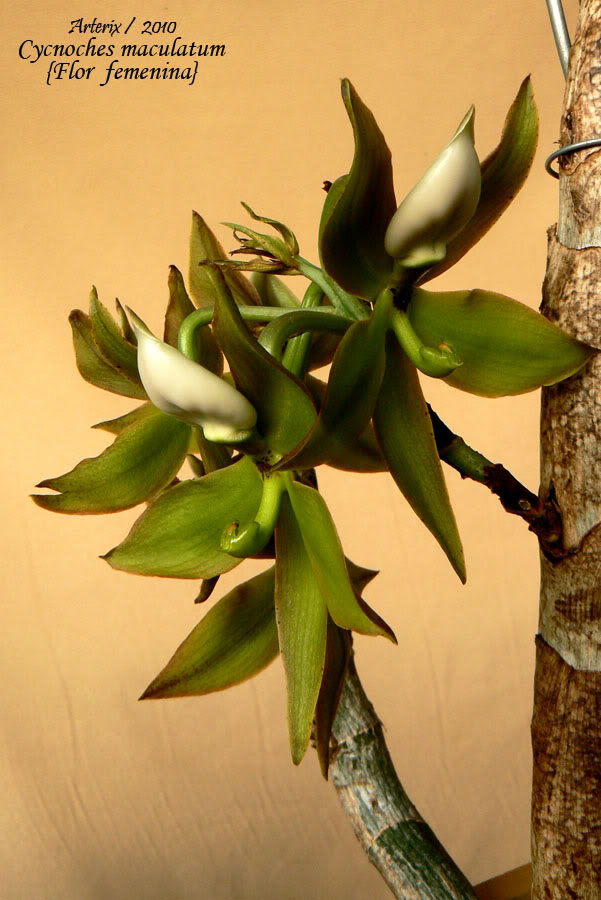 Cycnoches_maculatum_femenina_03.jpg