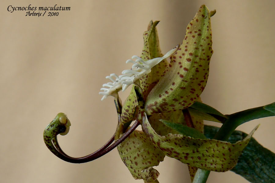 cycnoches_maculatum_m_01.jpg