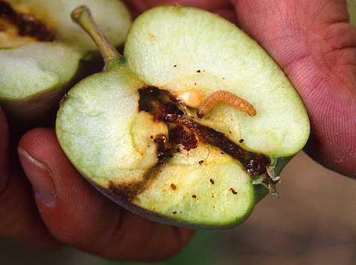 cydiapomonella.jpg