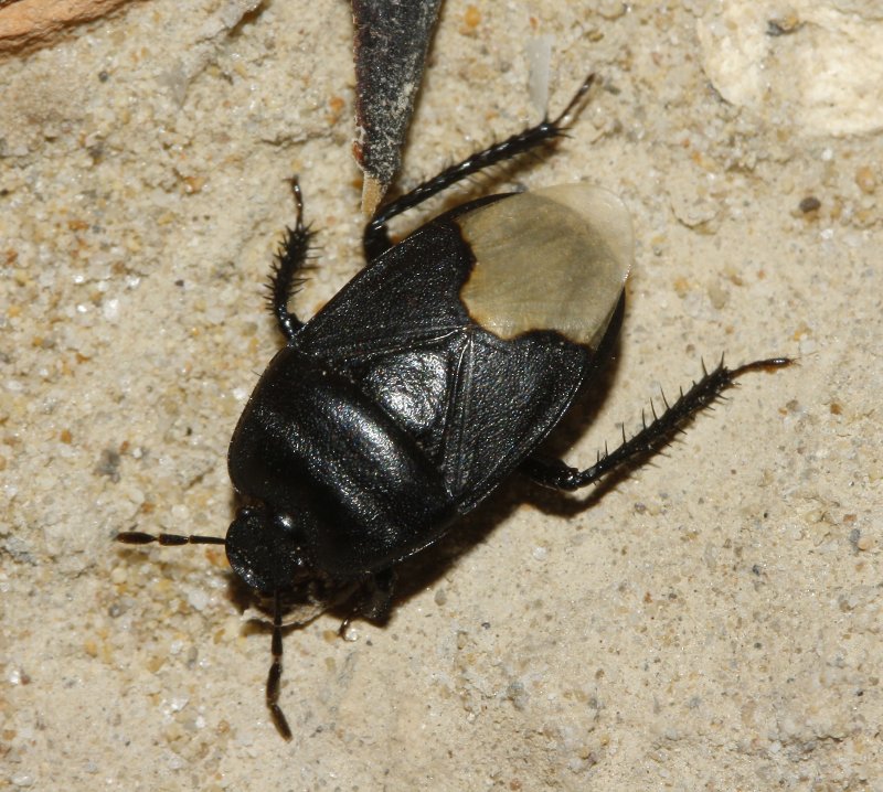 Cydnus%20aterrimus_3180.jpg